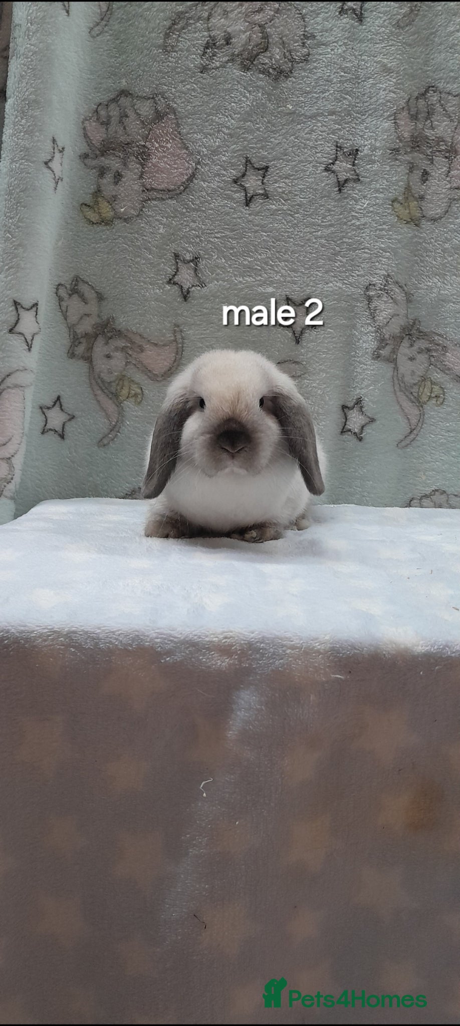 Mini Lop rabbits Gorgeous purebred mini lops  - Advert 1