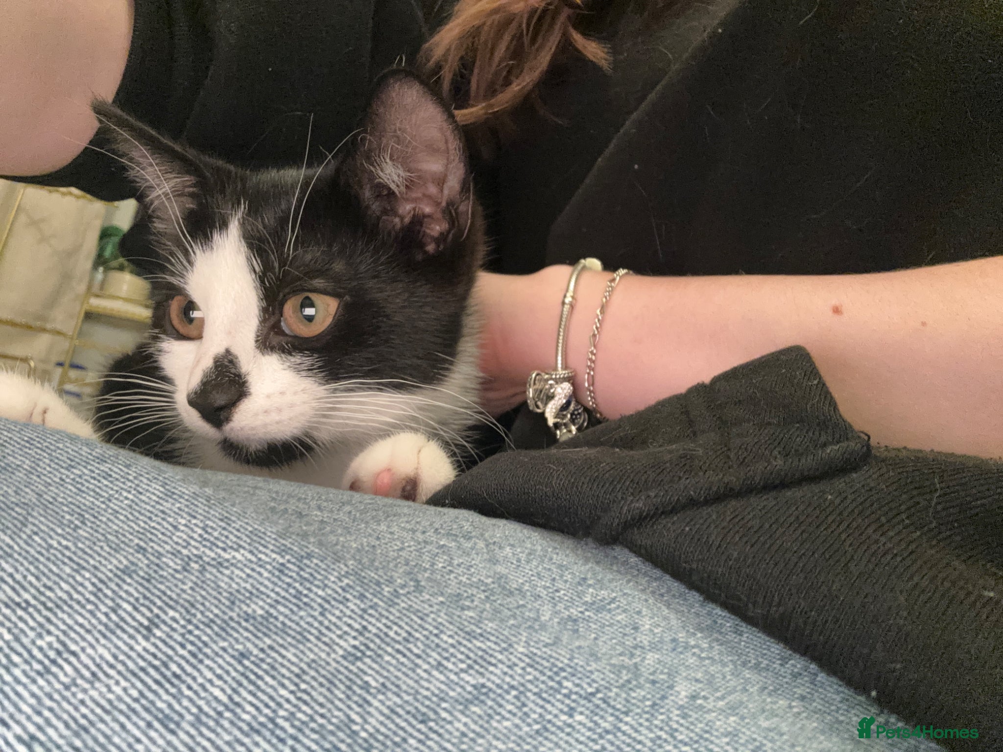 Mixed Breed cats Kitten for sale - Advert 2