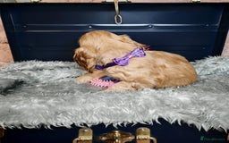 Cocker Spaniel dogs for sale: STUNNING LITTER OF KC SHOW COCKER SPANIEL PUPS!  - Image 6