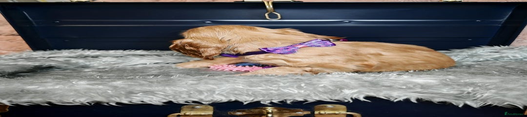 Purple collar boy