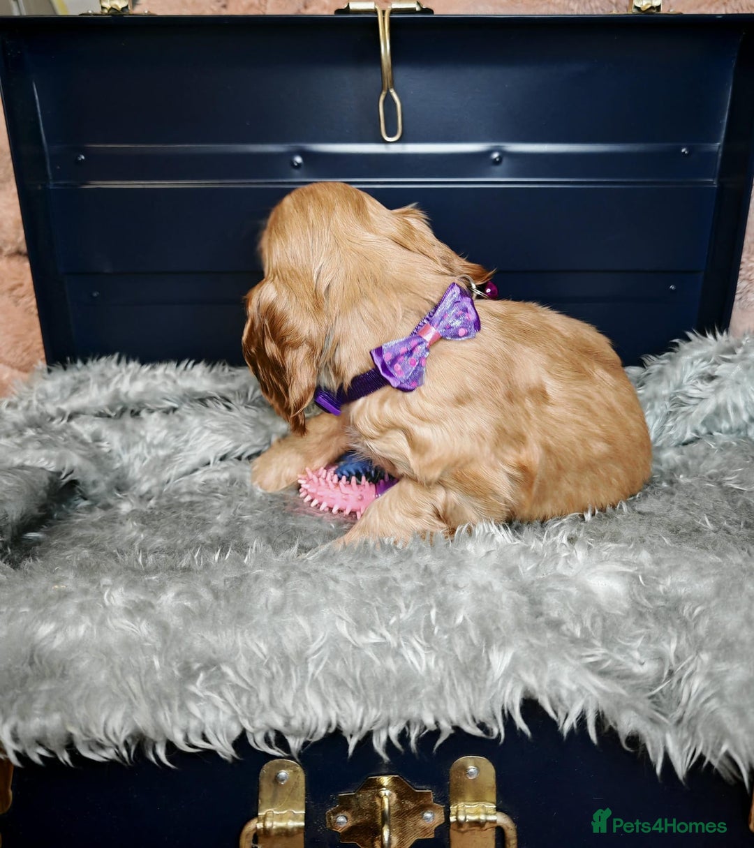 Cocker Spaniel dogs for sale: STUNNING LITTER OF KC SHOW COCKER SPANIEL PUPS!  - Image 6