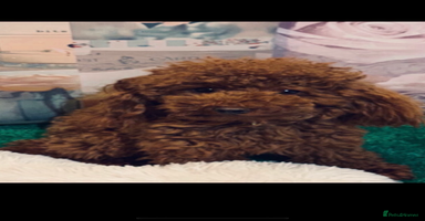 Toy Poodle dogs - Advert 5