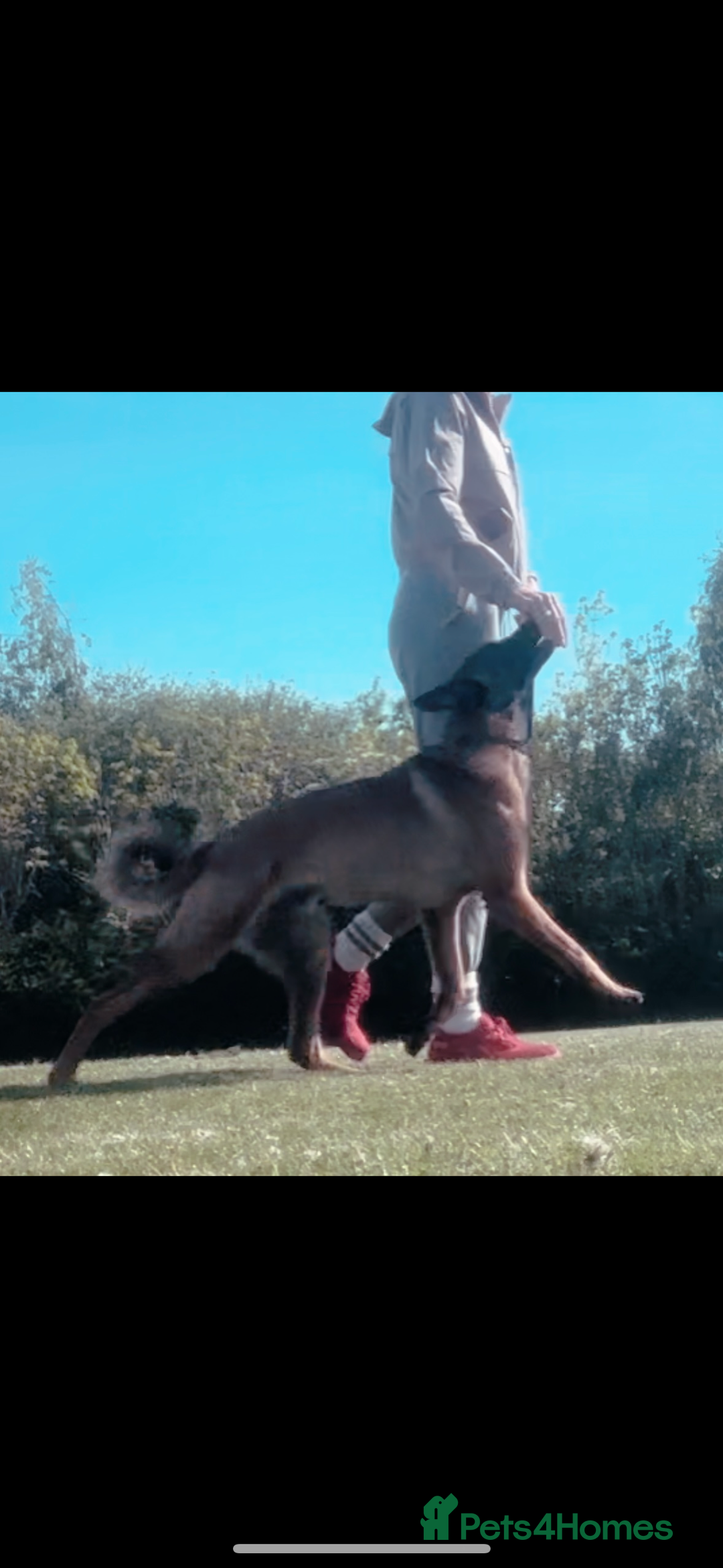 Belgian Shepherd Dog dogs for sale: 1 year old male malinois - Image 6