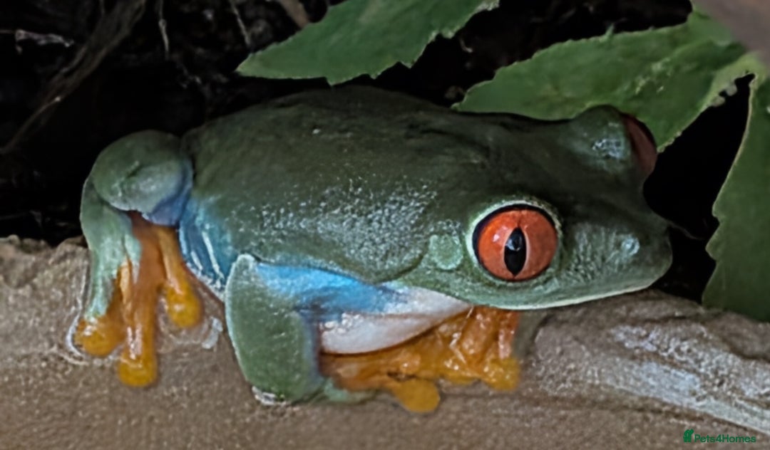 Frog reptiles for sale: Red-Eyed Tree Frogs / White's Tree Frogs for sale - Advert 2