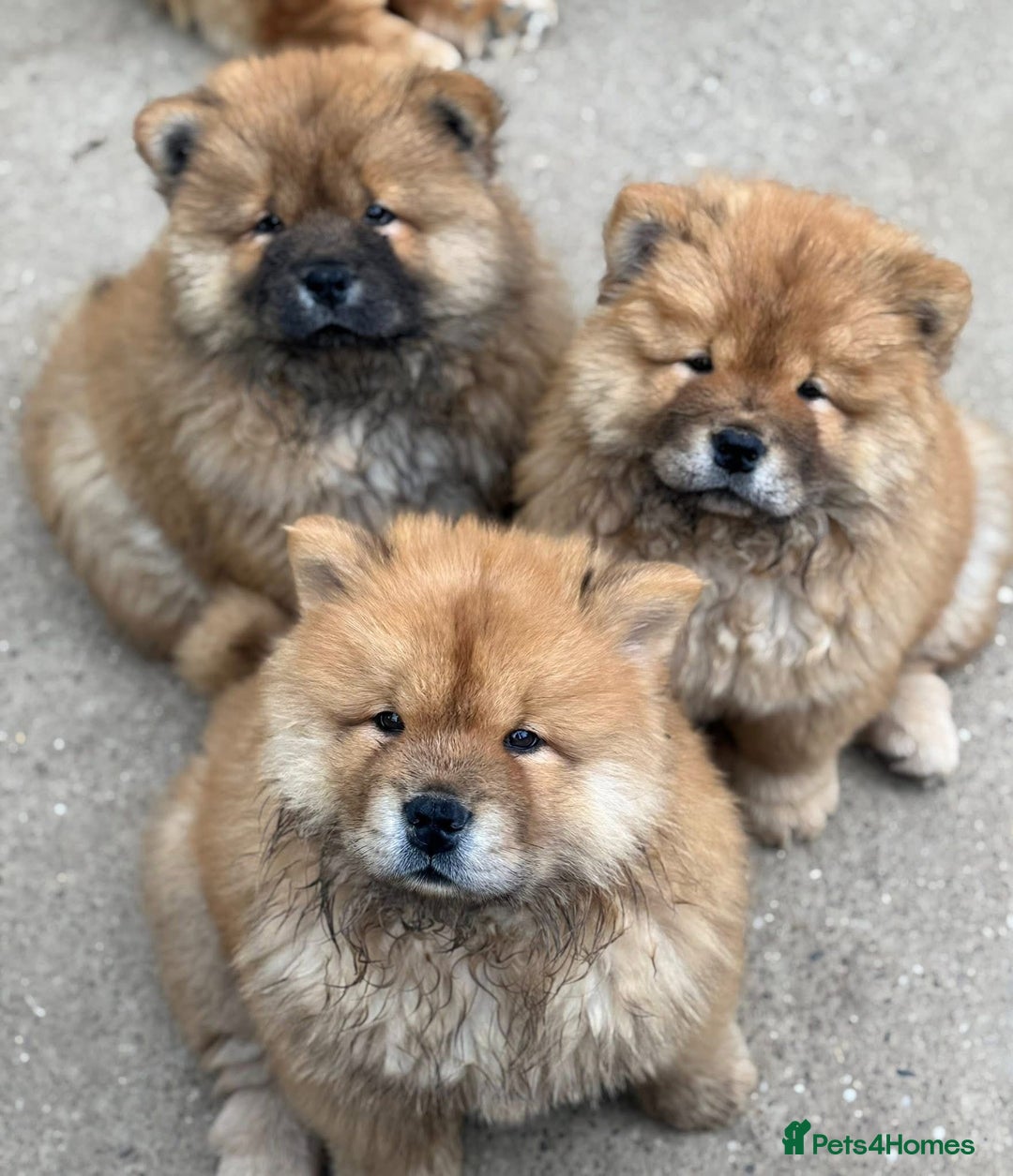 Chow Chow dogs for sale: Kc Registered Chow Chow Pup - Advert 13