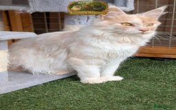 Maine Coon cats for stud: High Red Smoke 66/66 Polydactyl European line - Image 1