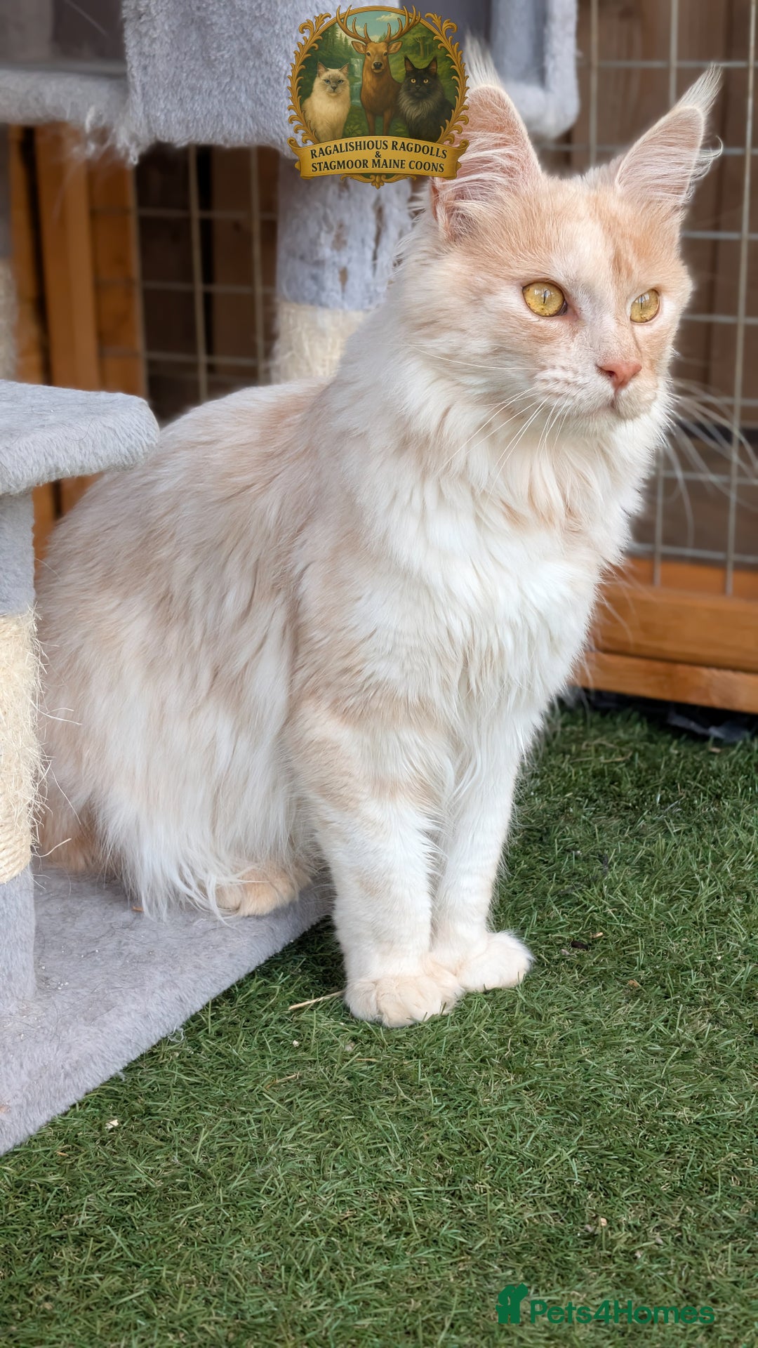 Maine Coon cats for stud: High Red Smoke 66/66 Polydactyl European line - Image 1
