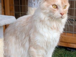 Maine Coon cats - Advert 4