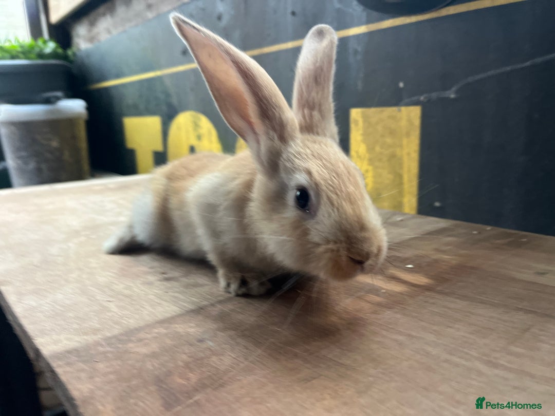 Continental Giant rabbits for sale: Pure continental giants  - Advert 3