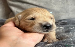 Golden Retriever dogs for sale: KC Golden Retriever Male. 🧬Health Tested Parents - Image 5