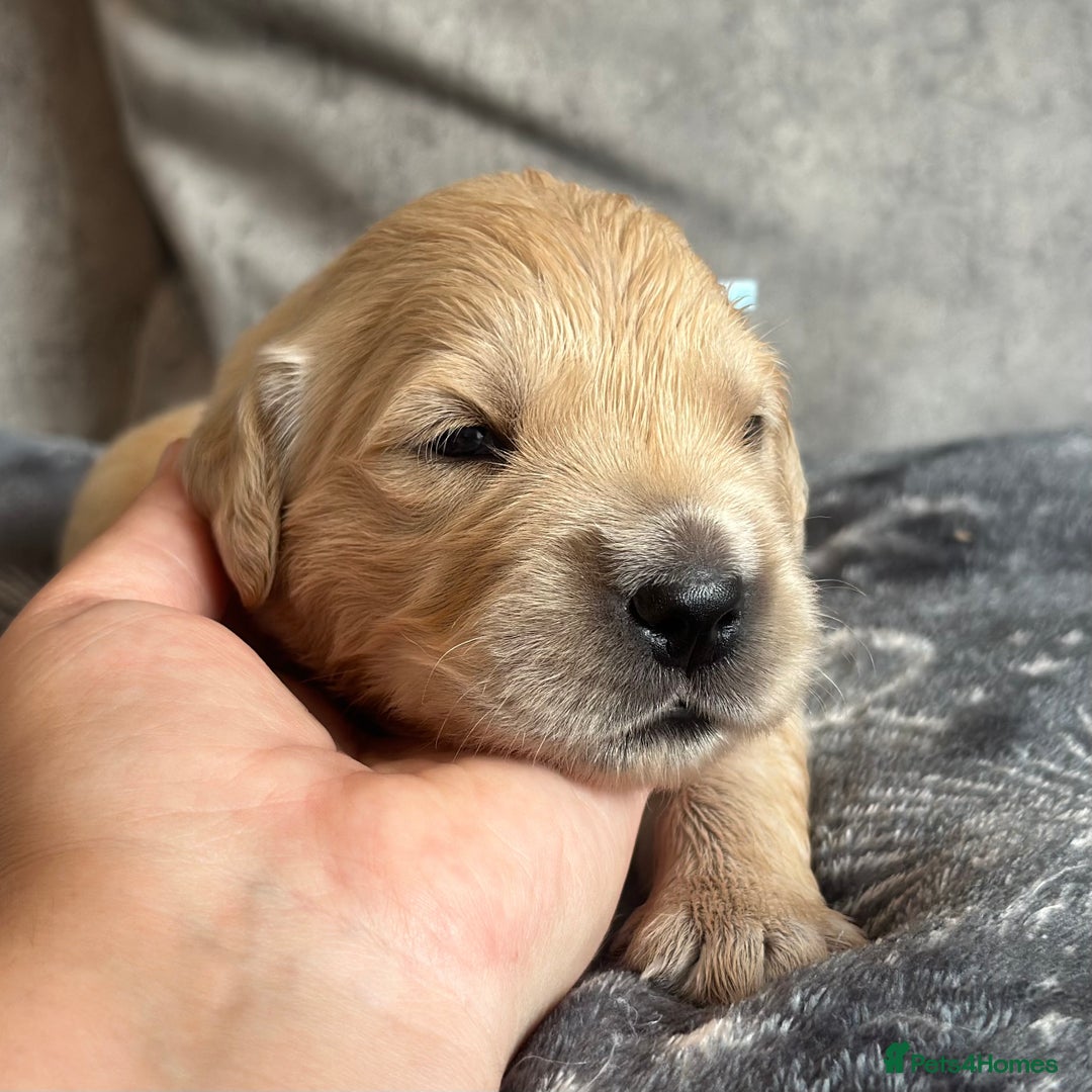 Golden Retriever dogs for sale: KC Golden Retriever Male. 🧬Health Tested Parents - Image 5