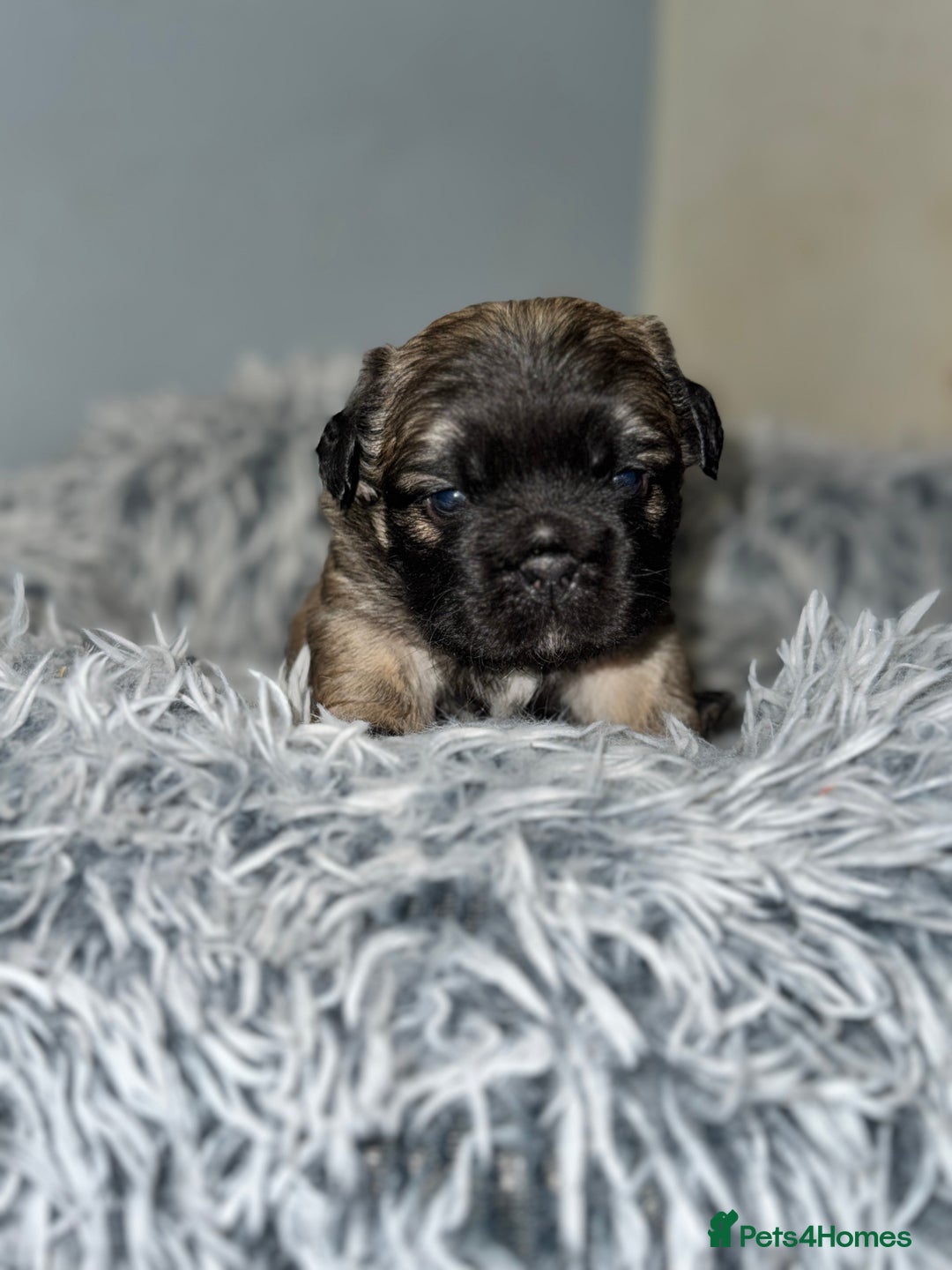 Mixed Breed dogs for sale: Frugg French bulldog cross - Advert 8