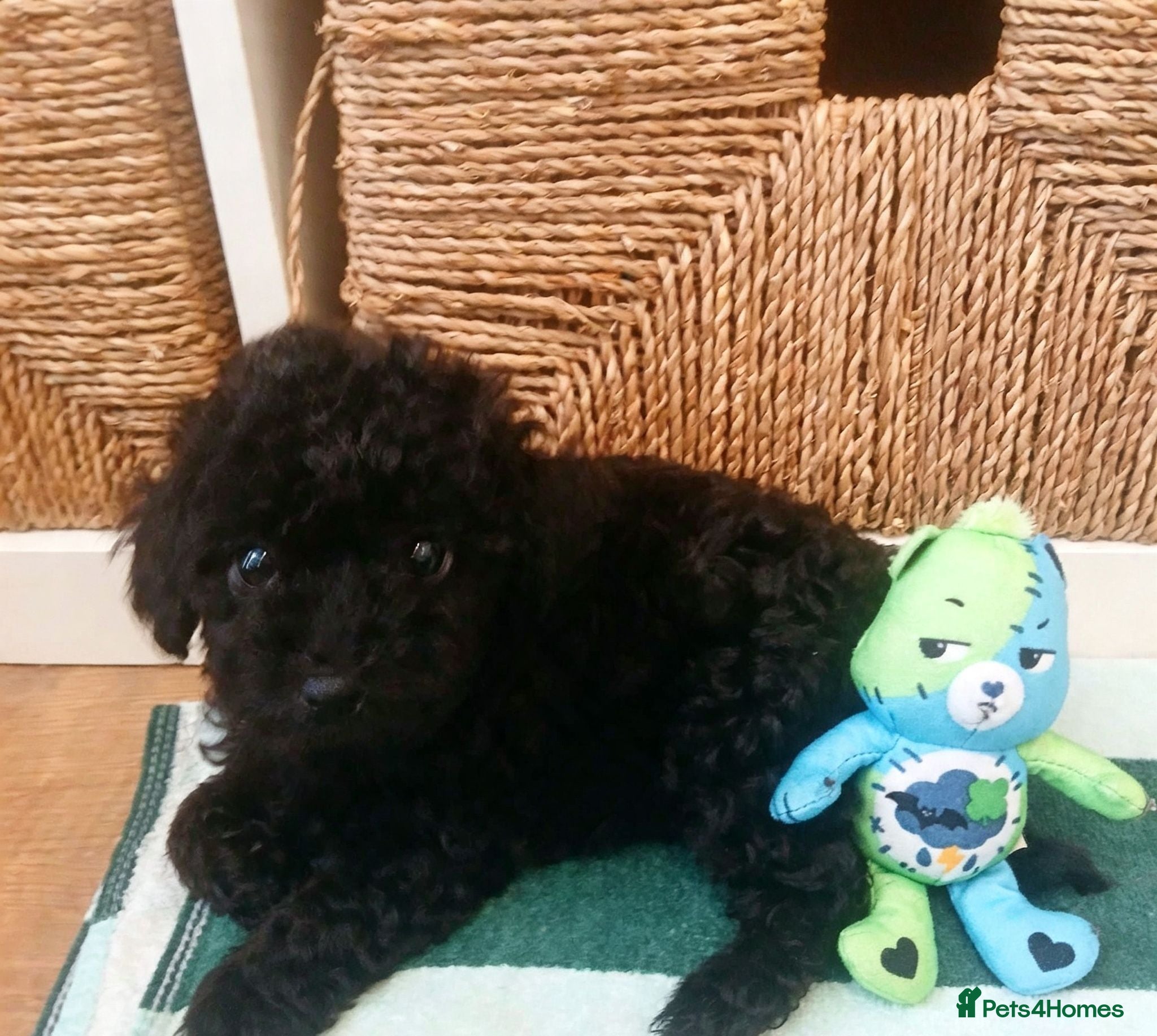 Toy Poodle dogs 🥰REDUCED🥰3 Pups🩶🩷🩶 - Advert 5