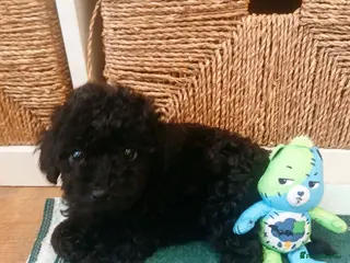 Toy Poodle dogs 🥰REDUCED🥰3 Pups🩶🩷🩶 - Advert 5