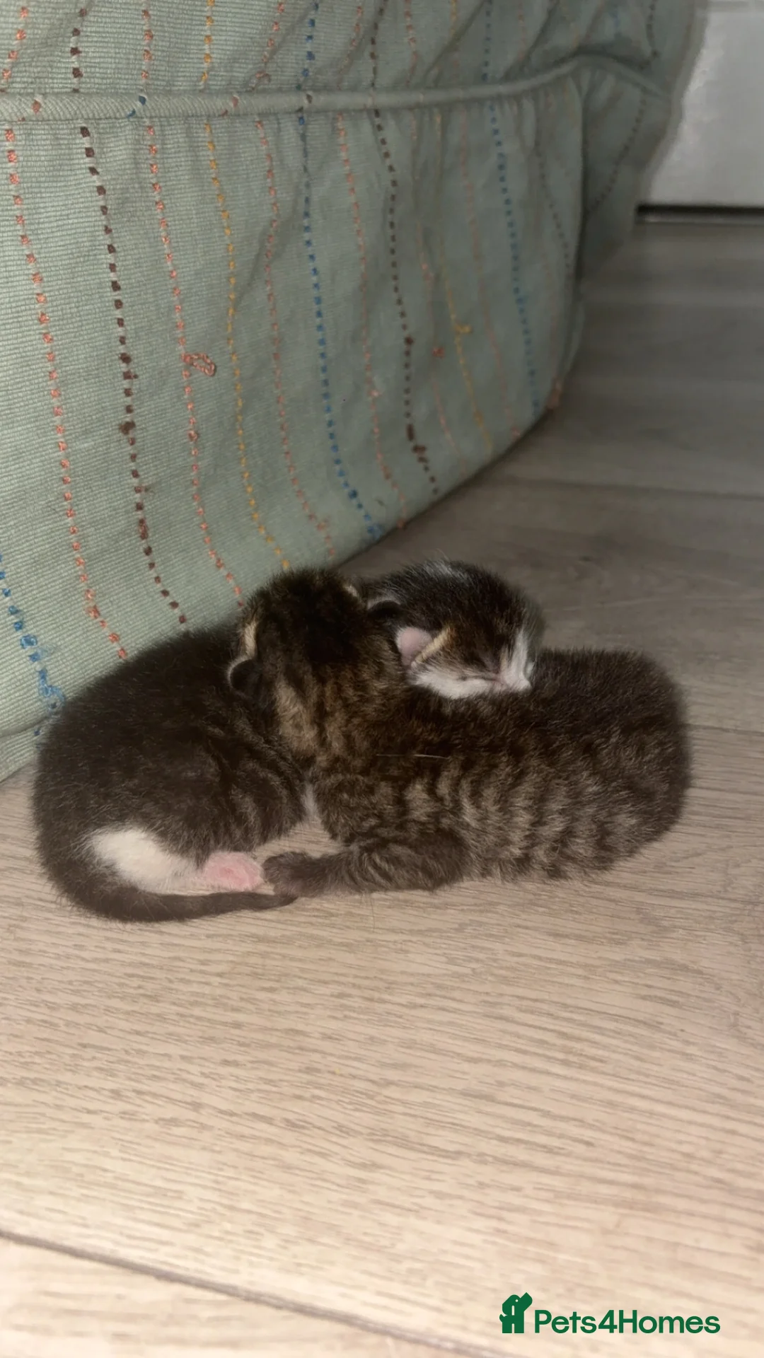 Egyptian Mau cats for sale: Tabby cats  in Burton-on-Trent - Advert 8