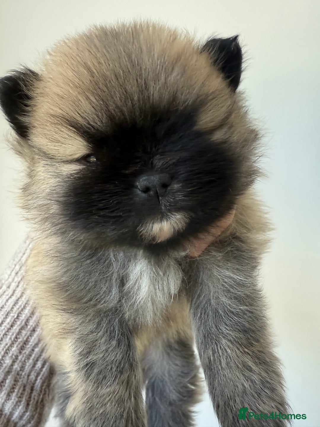 Pomeranian dogs for sale: Gorgeous small Pomeranian puppies 🧸  - Advert 5