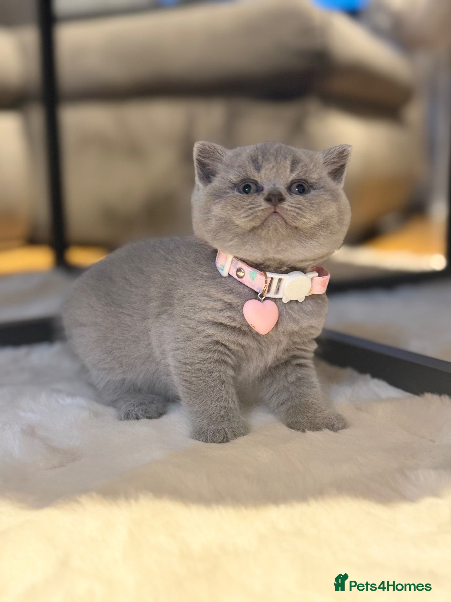Scottish Fold cats Schotish straight  - Advert 1
