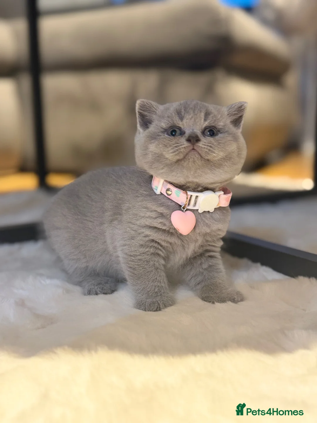 Scottish Fold cats for sale: Schotish straight  - Advert 1
