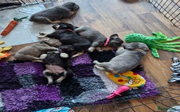 French Bulldog dogs for sale: Fluffy French bulldog pups for sale - Image 9
