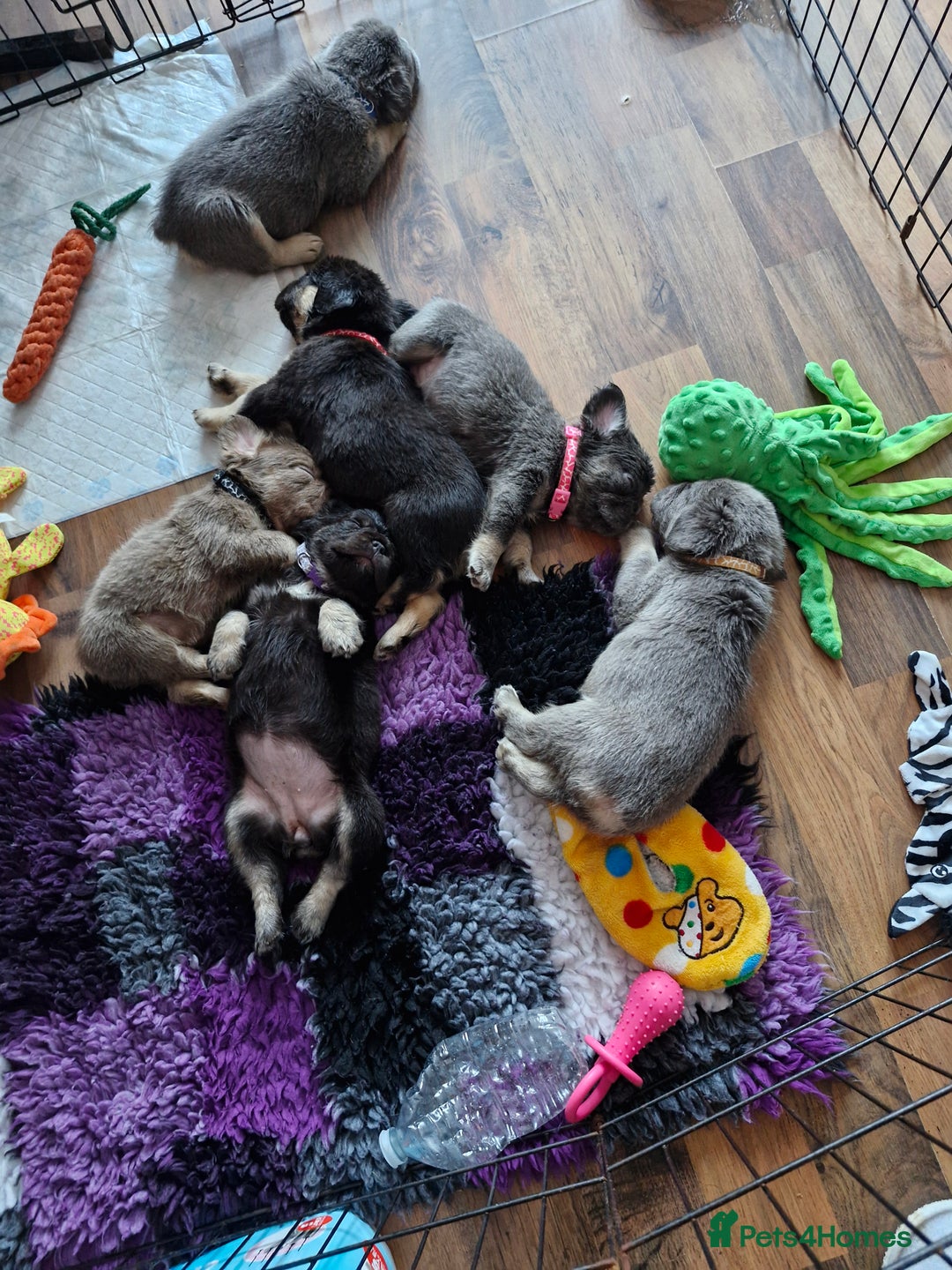 French Bulldog dogs for sale: Fluffy French bulldog pups for sale - Image 9
