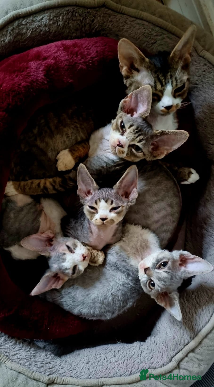 Devon Rex cats Three lovely brothers and sister - Advert 6