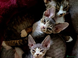 Devon Rex cats Three lovely brothers and sister - Advert 6