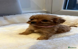 Cavapoo dogs for sale: 🐾red F1 Cavapoo puppies🐾  - Image 3