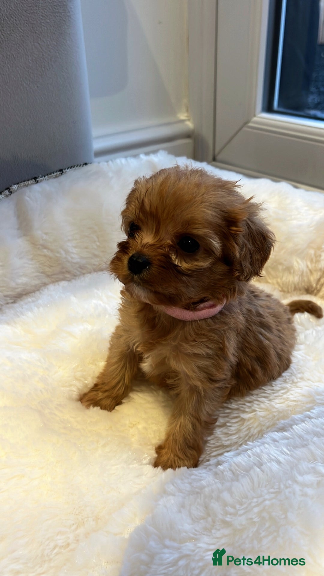 Cavapoo dogs for sale: 🐾red F1 Cavapoo puppies🐾  - Image 3