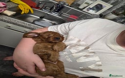 Cockapoo dogs for sale: 1 Beautiful Fox Red Boy Cockapoo Left  - Advert 29