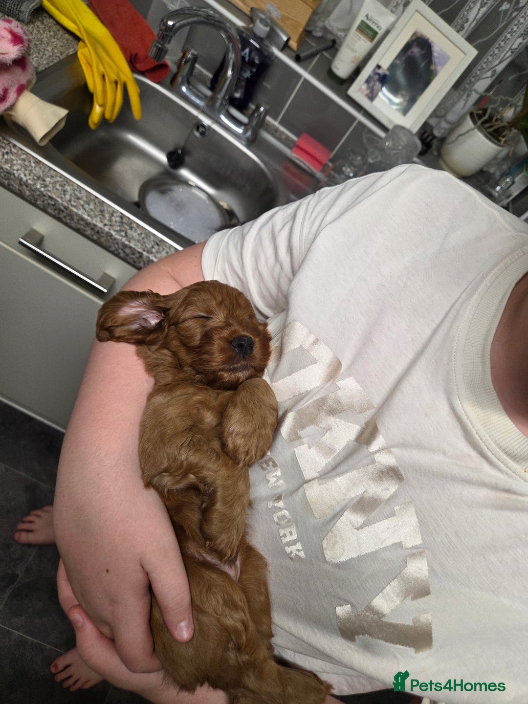 Cockapoo dogs for sale: 1 Beautiful Fox Red Boy Cockapoo Left  - Advert 29