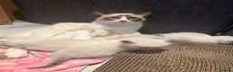Ragdoll cats for sale: 🤍Pure Breed Ragdolls-last bicolour boy left 🤍 - Advert 13