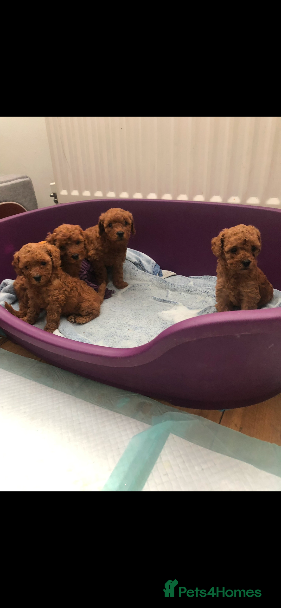 Cavapoo dogs for sale: Ready to leave deep red Cavapoo puppies  - Advert 6