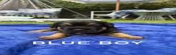 Border Terrier dogs for sale: Kc registered border terriers  in Maidstone - Advert 3