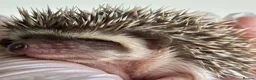 Pygmy Hedgehog rodents for sale: African Pygmy Hedgehog  in Eastleigh - Advert 13