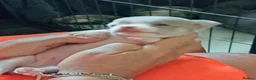 Chihuahua dogs for sale: Chihuahua puppies - Advert 31