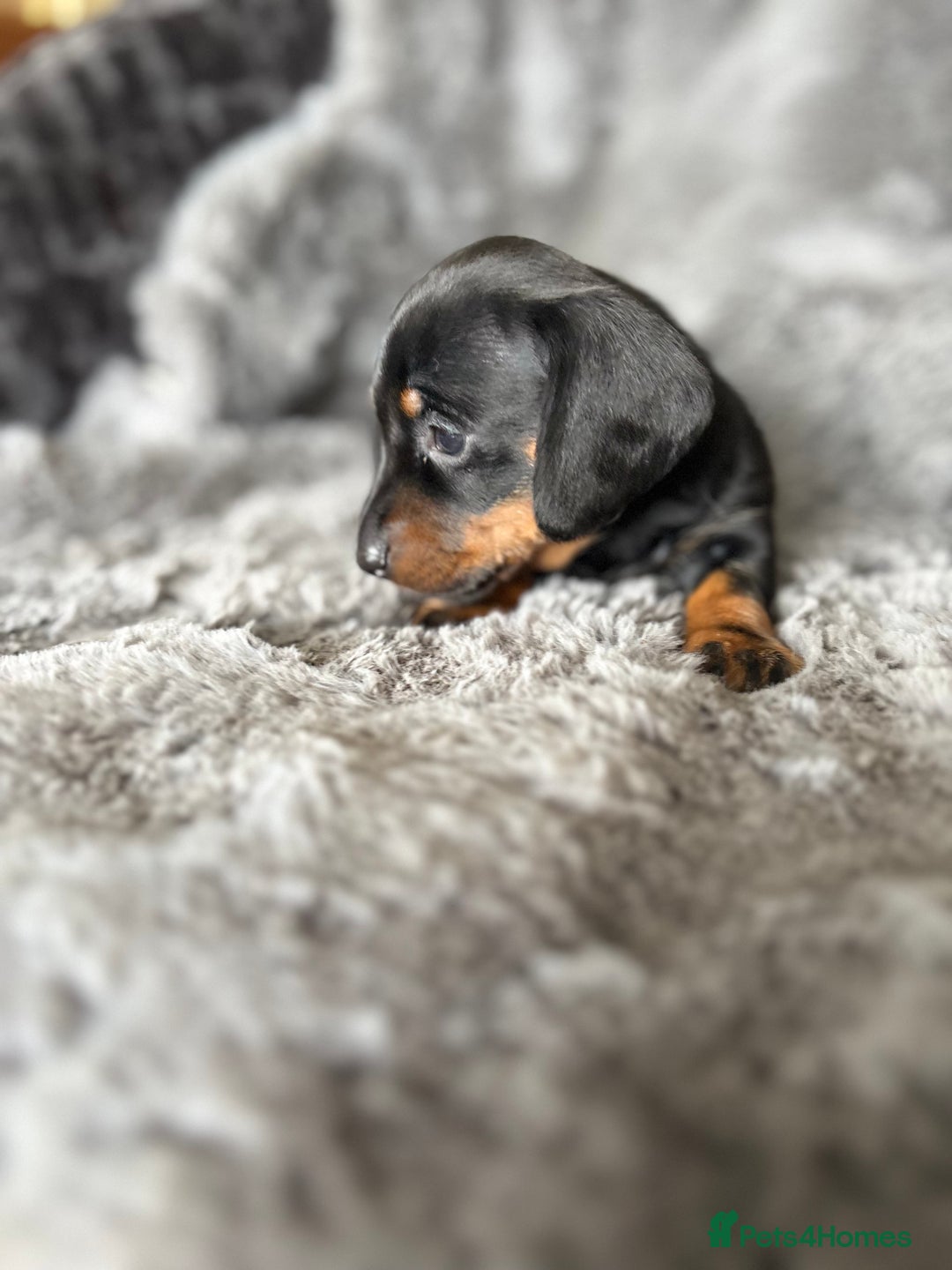 Miniature Dachshund dogs for sale: Stunning mini smooth dachshund pups  - Image 4