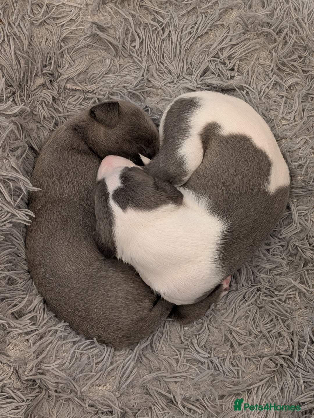 Whippet dogs for sale: Litter of 3 beautiful KC Whippets, Sheffield  - Advert 8