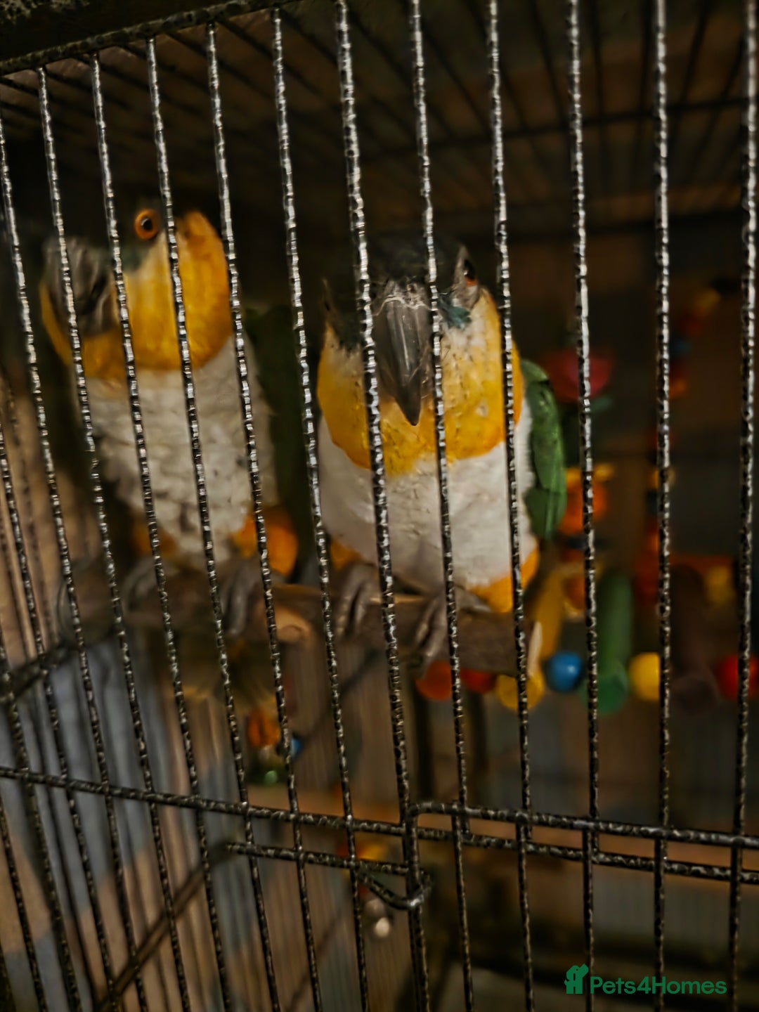 Parrots birds for sale: Pair of caiques - Advert 9