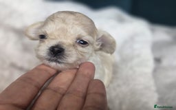 Maltipoo dogs for sale: 🐾 🐾3 Beautiful Maltipoo Girls Available! 🐾 - Image 2
