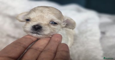Maltipoo dogs - Advert 3