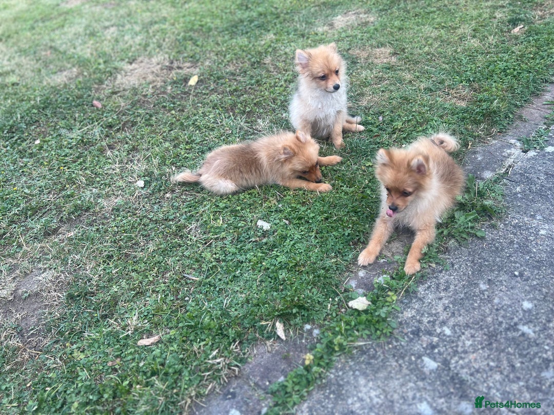 German Spitz dogs for sale: 4x Beautiful German Spitz Pomeranian Puppies  - Image 27