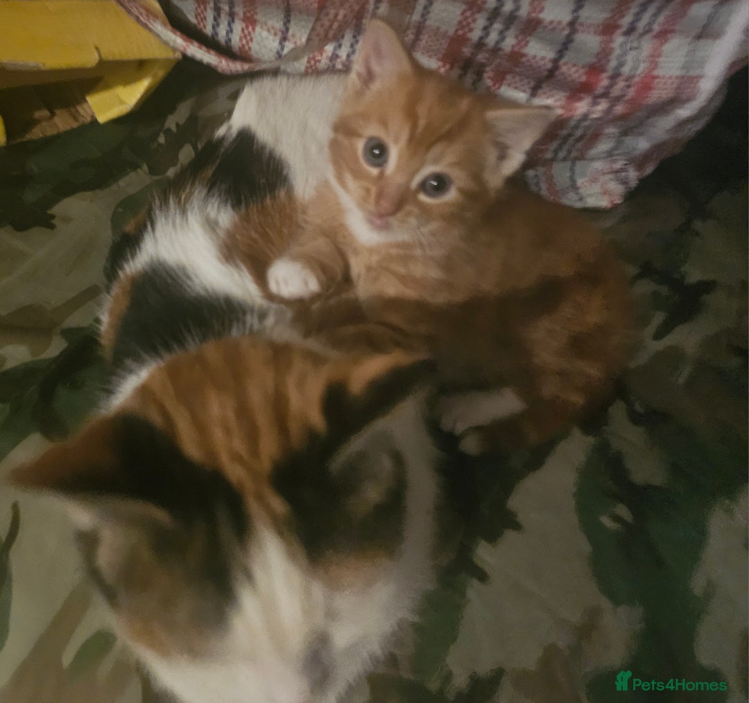 Munchkin cats for sale: Cute little munchin kitten rady to go - Advert 9