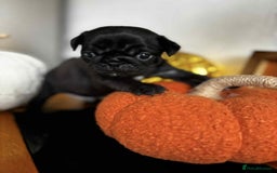 Pug dogs for sale: Beautiful Pugs  - Image 1
