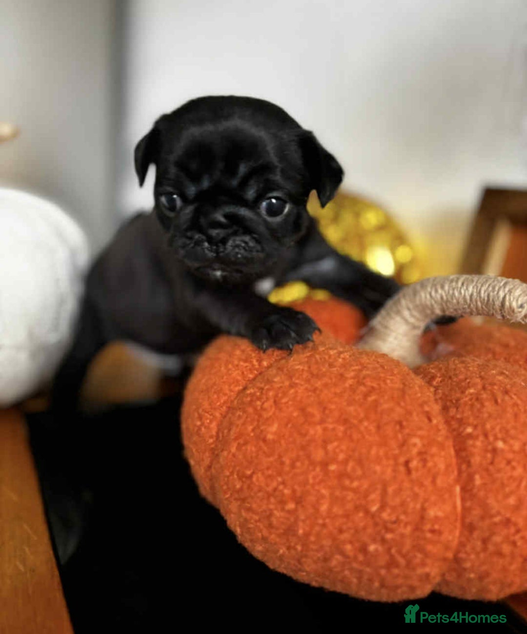 Pug dogs for sale: Beautiful Pugs  - Image 1