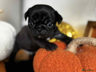 Pug dogs - Advert 2