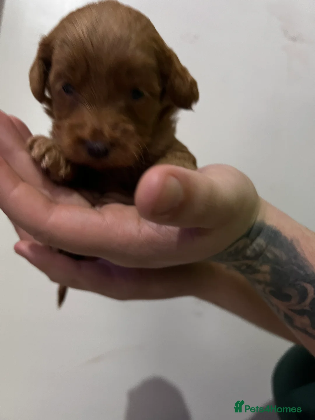 Cockapoo dogs for sale: FB1 cockapoo pups - Advert 11