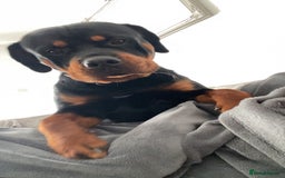 Rottweiler dogs for sale: Dave.  - Advert 2