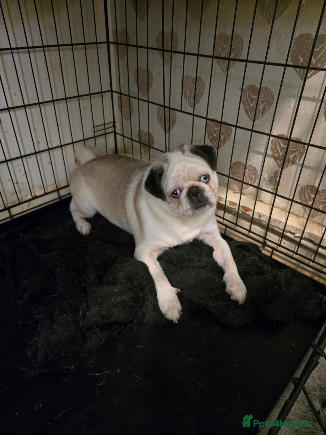Pug dogs for sale: 1 female panda pug  - Image 13