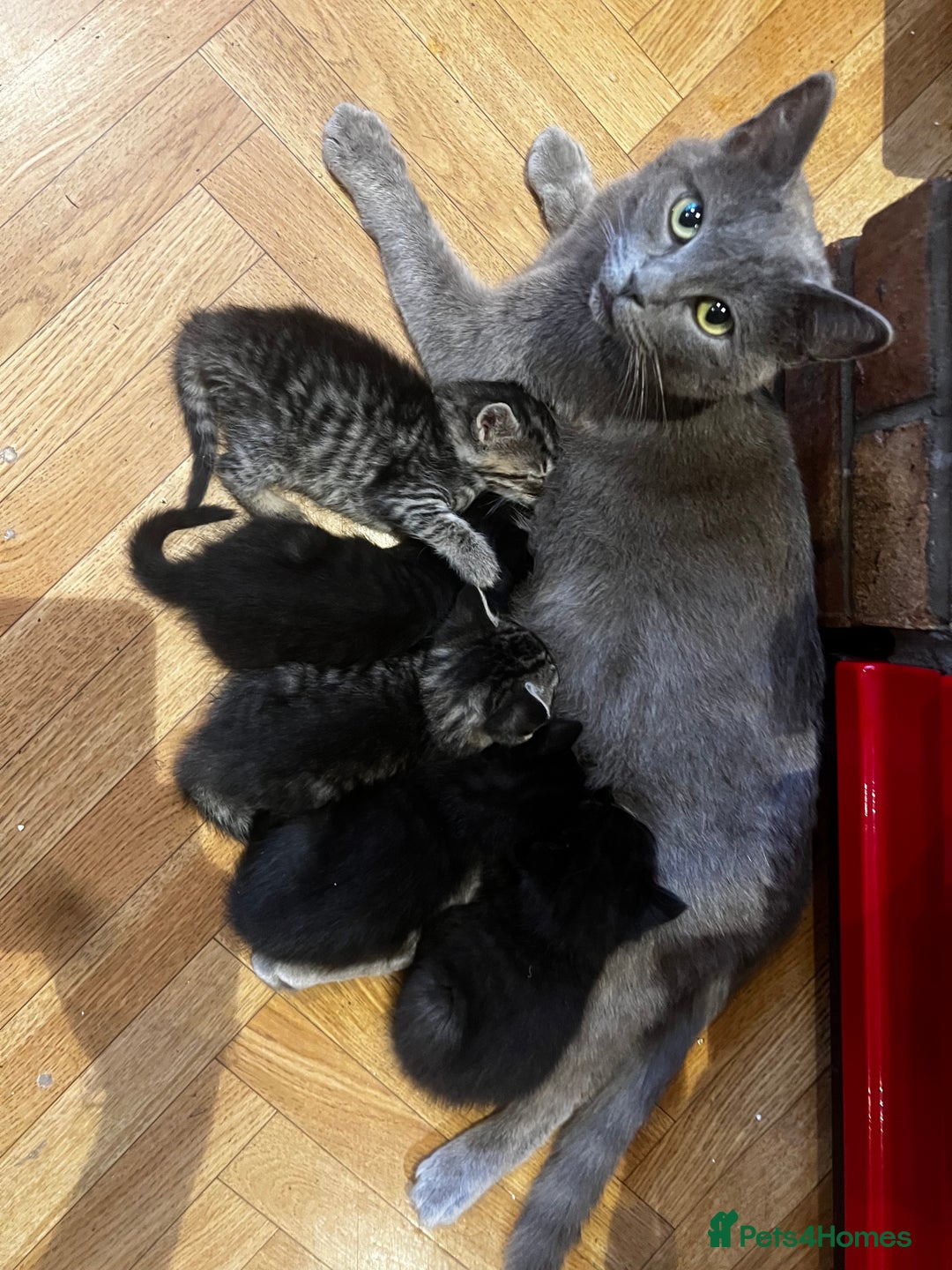 Mixed Breed cats for sale: Adorable Kittens Ready to Leave soon - Advert 5