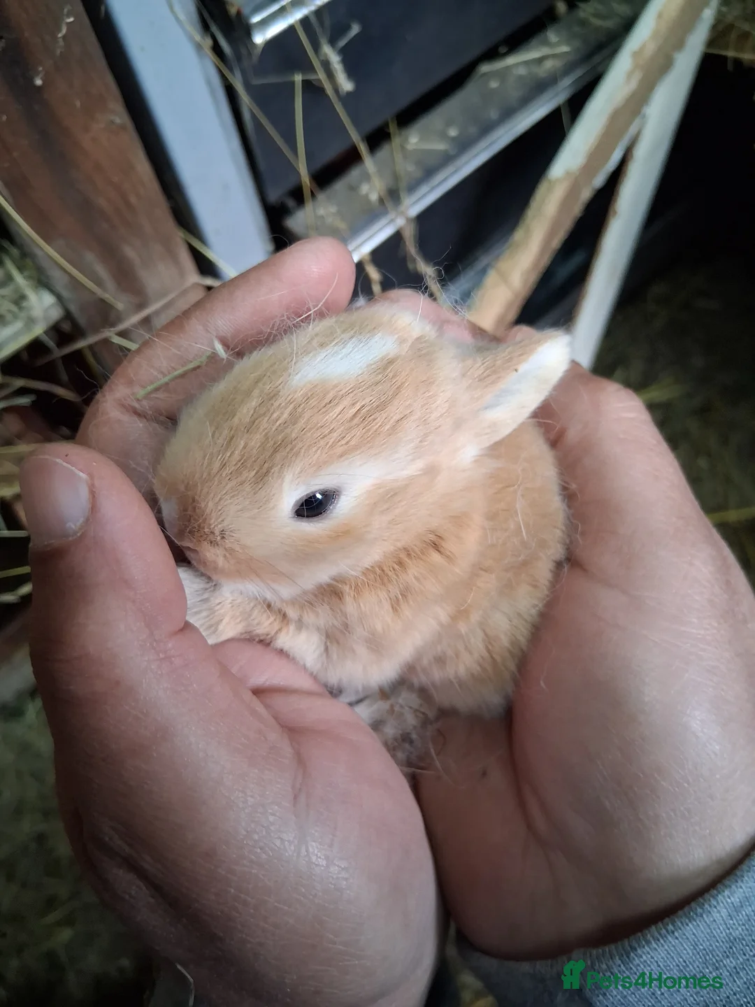 Mixed Breed rabbits for sale: Rabbits mixed in Feltham - Advert 1